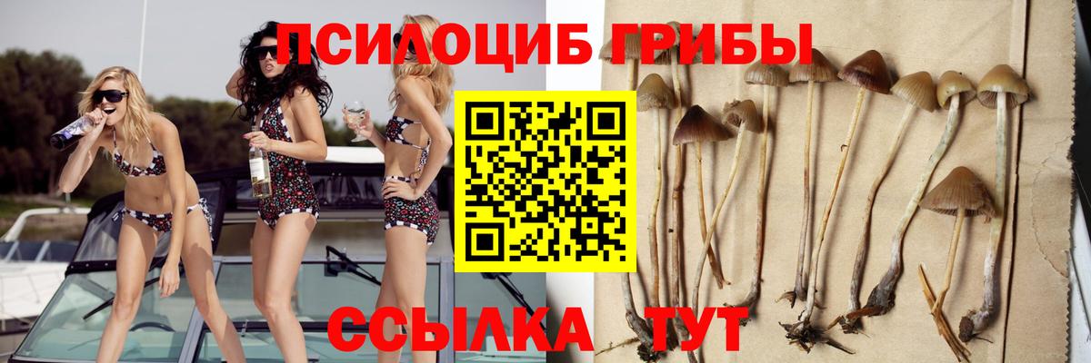 Славгород  Галлюциногенные грибы Psilocybine cubensis  Вход с VPN 